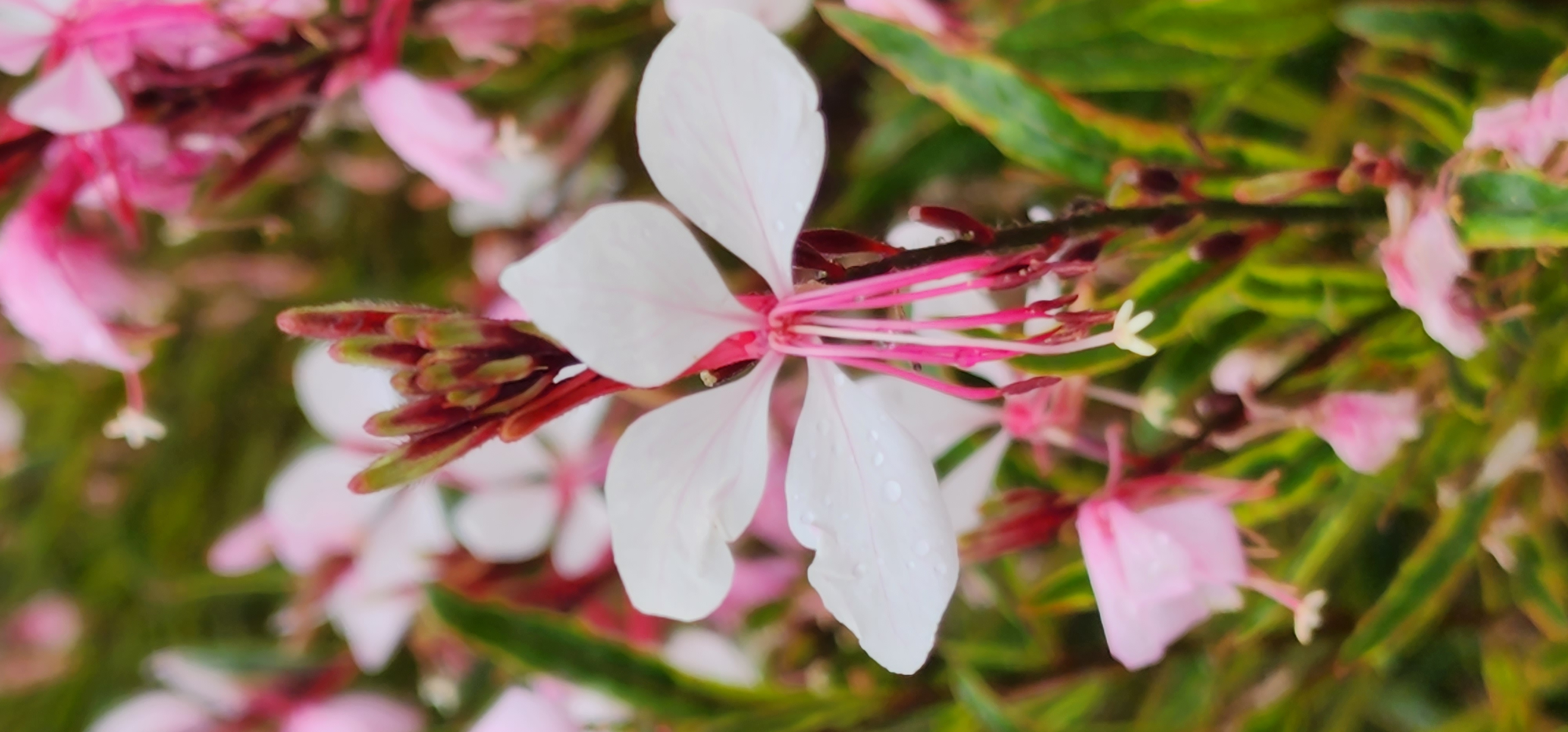 Gaura lindheimeri ‘Golden Ribbon’